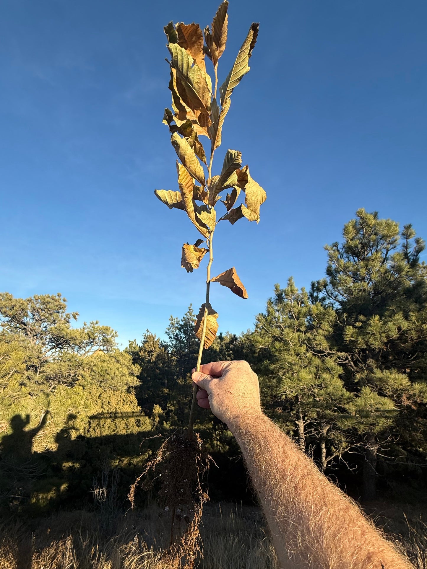 Pure Chinese Tree
