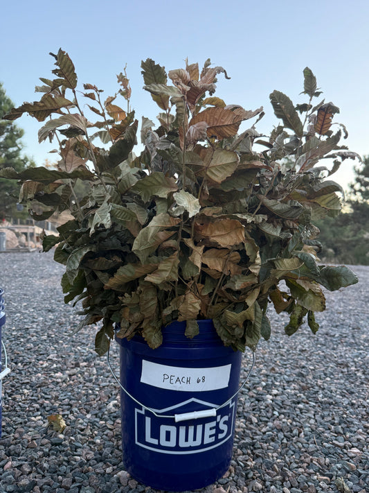 Peach Chinese Chestnut Tree